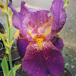Ирис бородатый Мулен Руж
