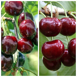 Дерево-сад (2-3х летка) черешня 2 сорта Овстуженка-Ипуть