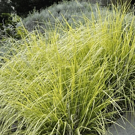 Лисохвост луговой Аureovariegatus