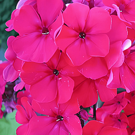 Флокс метельчатый Kirchenfuerst