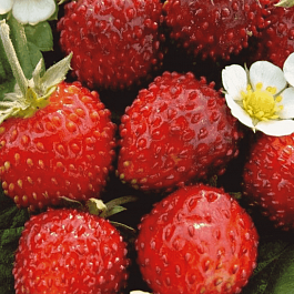 Земляника альпийская Александрия