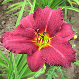 Лилейник гибридный Эйни Фенфайр НАБОР 2ШТ (1+1) Лилейник гибридный Эйни Фенфайр НАБОР 2ШТ (1+1)