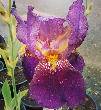 Ирис бородатый Мулен Руж