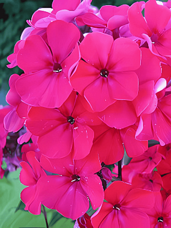 Флокс метельчатый Kirchenfuerst