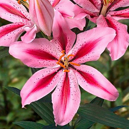 Лилия восточная Джейберд