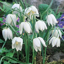 Рябчик шахматный Альба