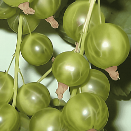 Смородина Снежная королева