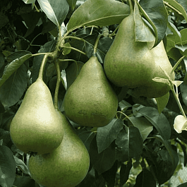 Груша Осенняя Яковлева