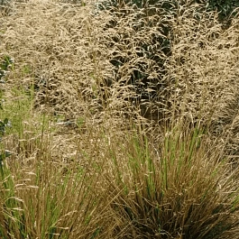 Щучка дернистая Waldschratt