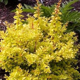 Барбарис Тунберга Диаболикум