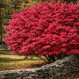 Бересклет крылатый Compactus