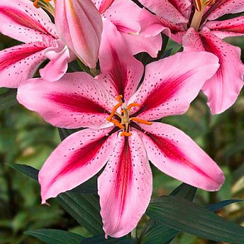 Лилия восточная Джейберд