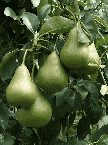 Груша Осенняя Яковлева