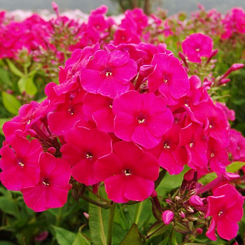 Флокс метельчатый Мисс Мэри