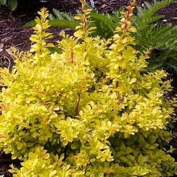 Барбарис Тунберга Диаболикум