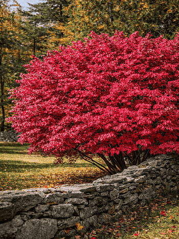 Бересклет крылатый Compactus