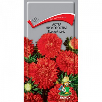 Астра низкорослая Красный ковер