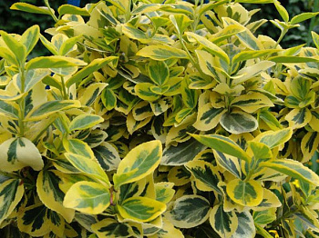 Бересклет Форчуна Emerald'n Gold