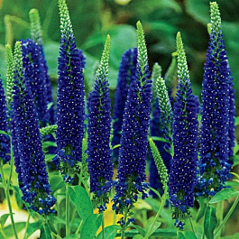 Вероника Фёст Глори