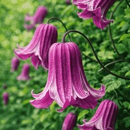 Клематис гибридный Fay