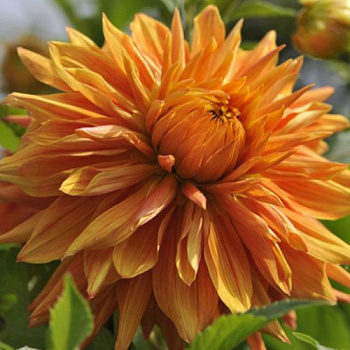 Георгина декоративная Бен Хьюстон