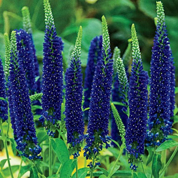 Вероника Фёст Глори