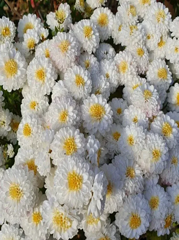 Хризантема мелкоцветковая Ellen White