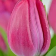 Тюльпан Passio Sweet