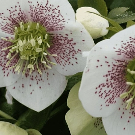 Морозник восточный White Spotted