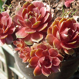 Молодило гибридное Red Flush