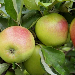 Яблоня Орловское зимнее Яблоня Орловское зимнее