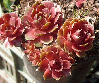 Молодило гибридное Red Flush