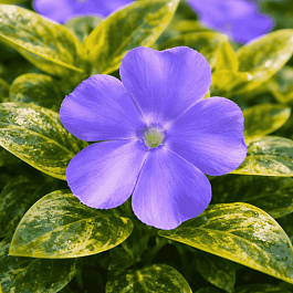 Барвинок малый Blue And Gold