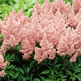 Астильба арендса Sister Theresa