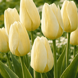 Тюльпан пестролистный Purissima Design