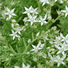 Очиток едкий Oktober fest