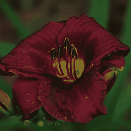 Лилейник Purple Rain