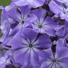 Флокс Голубые Кристаллы