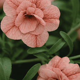 Калибрахоа Can-Can Rosies Apricot (кашпо)