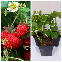 Земляника садовая Эви 2 НАБОР 3ШТ Земляника садовая Эви 2 НАБОР 3ШТ