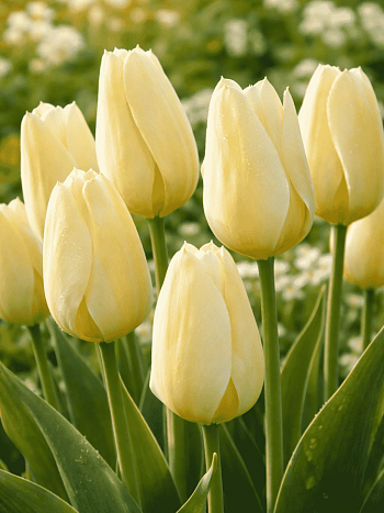 Тюльпан пестролистный Purissima Design