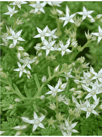 Очиток едкий Oktober fest