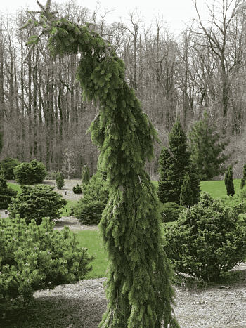 Ель сербская Bruns