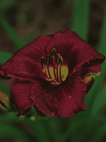 Лилейник Purple Rain