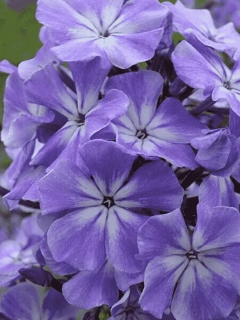 Флокс Голубые Кристаллы