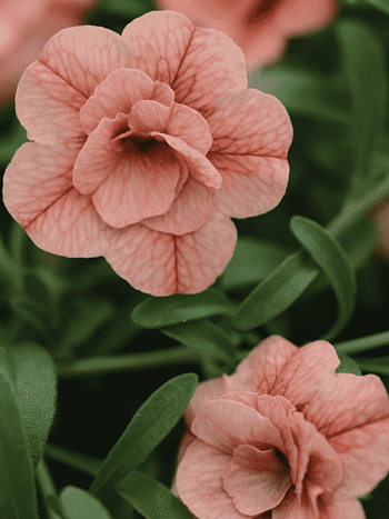 Калибрахоа Can-Can Rosies Apricot (кашпо)