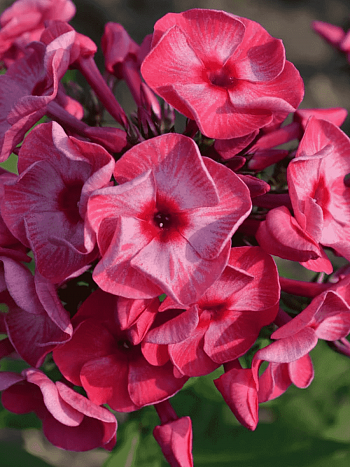 Флокс метельчатый Ferris Wheel