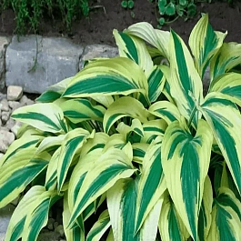 Хоста Lakeside Dragonfly