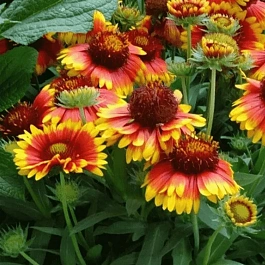 Гайлардия Мesa Bright Color