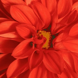 Георгин Dahlietta Select Rachel